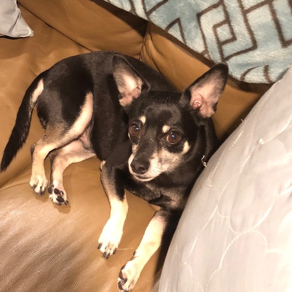 Meet your Posher, Marcie - Picture 8 of 10